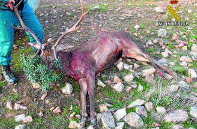 Detenidos 4 cazadores furtivos que abatieron un gamo y un ciervo en Cáceres
